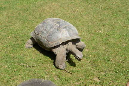 Giant Tortoise1